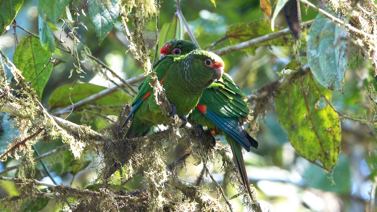 El Oro Parakeet - ML637347615
