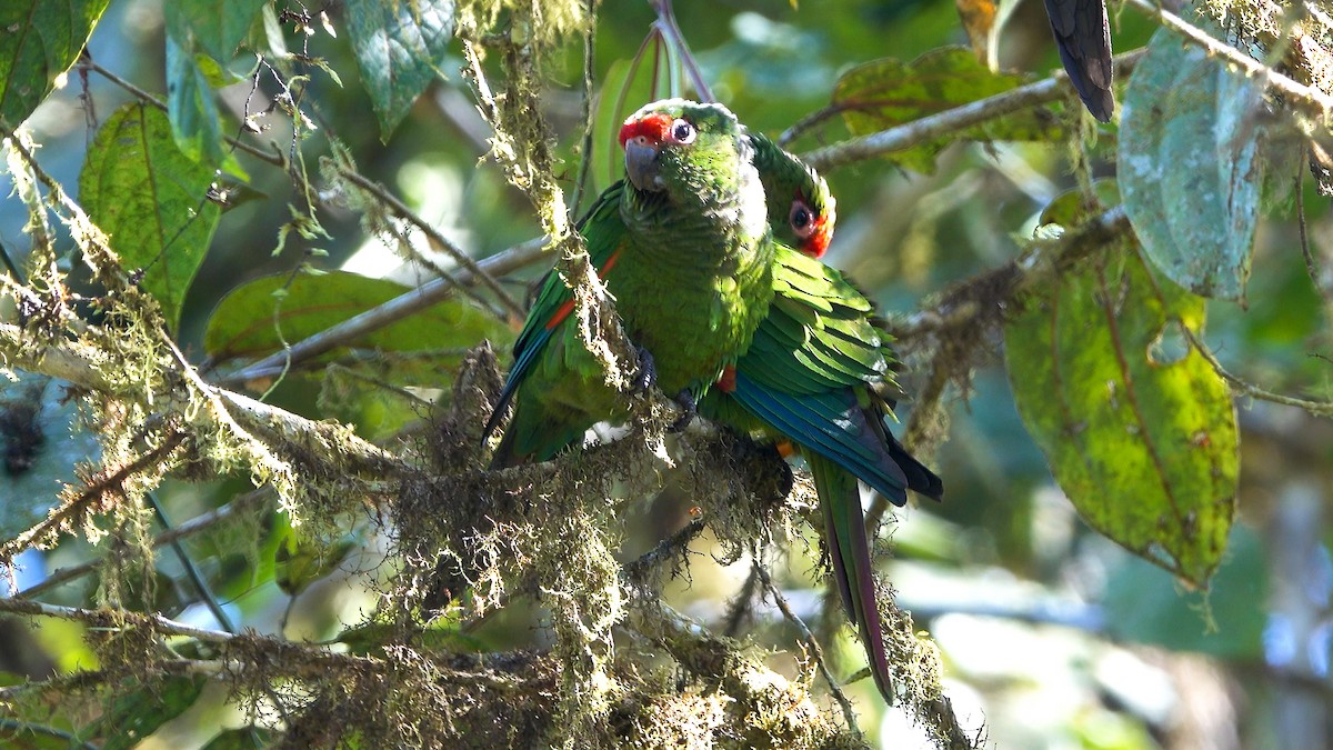 El Oro Parakeet - ML637347616