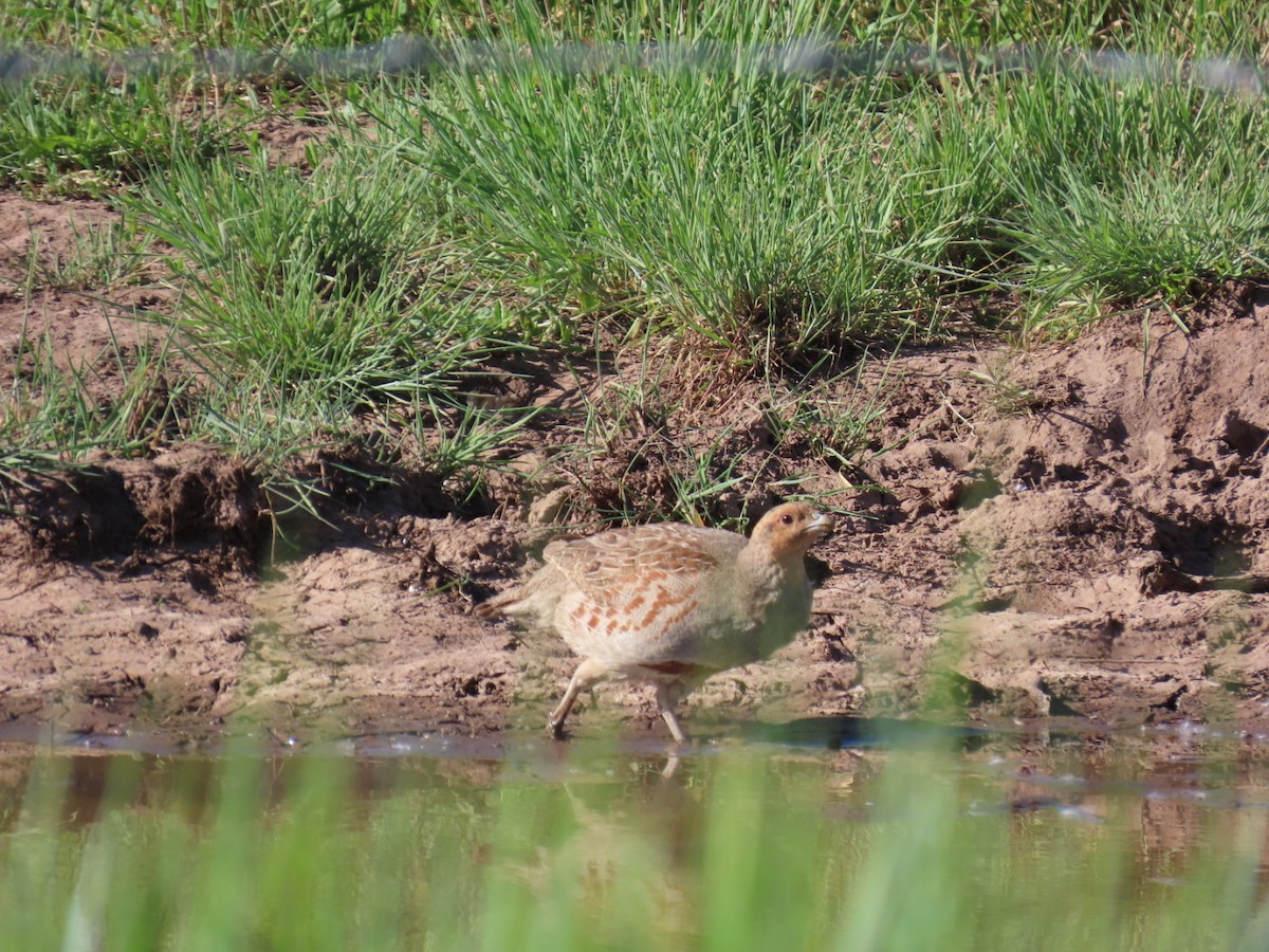 Gray Partridge - ML637347619