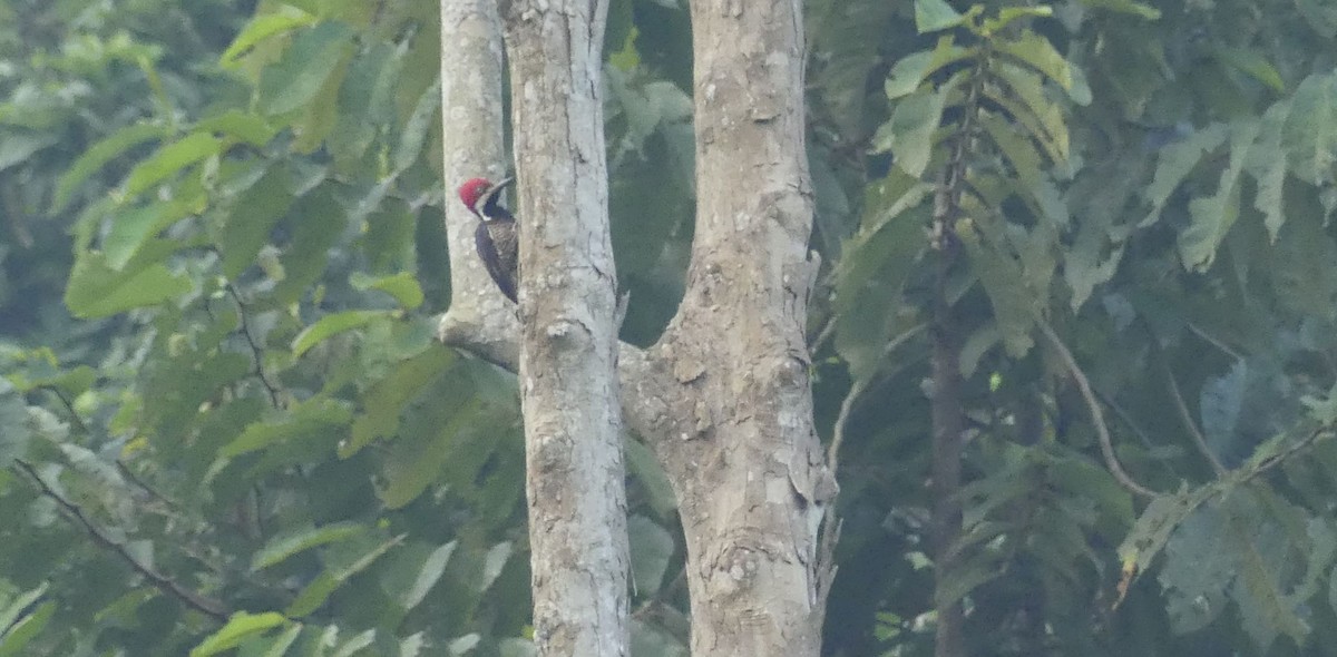 Guayaquil Woodpecker - ML637347679