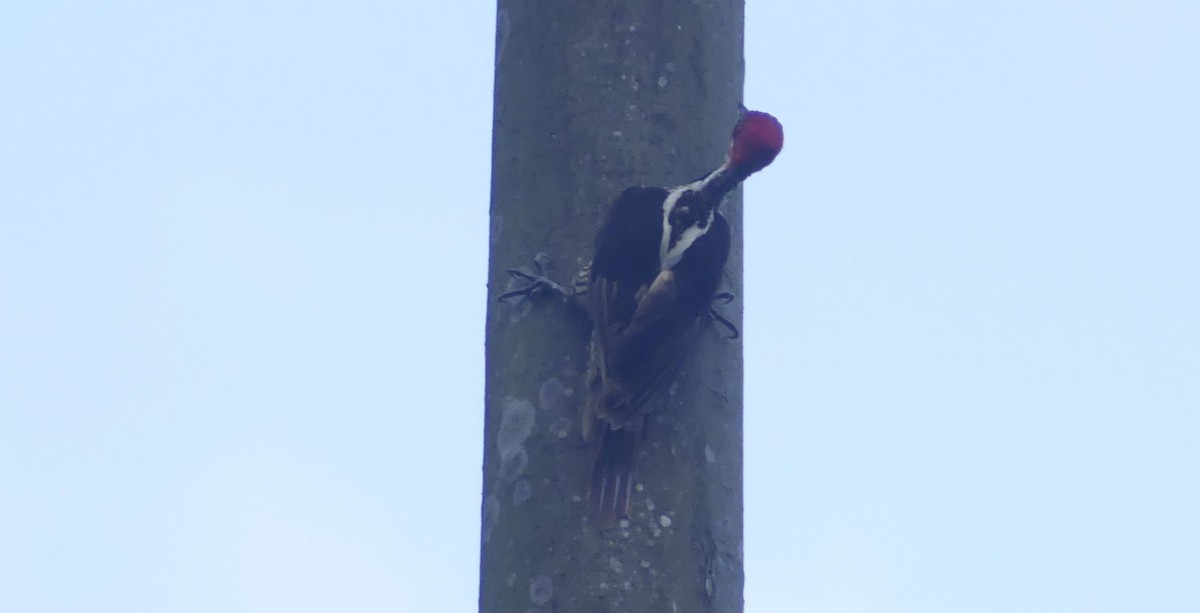 Guayaquil Woodpecker - ML637347680