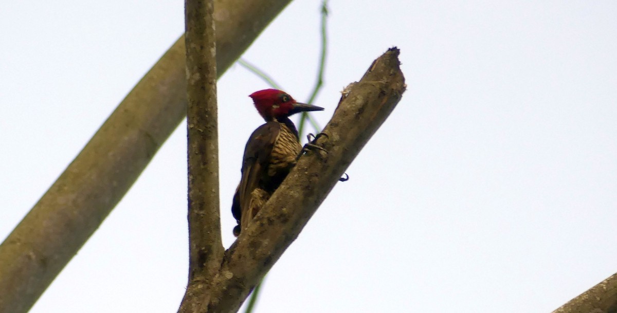 Guayaquil Woodpecker - ML637347681