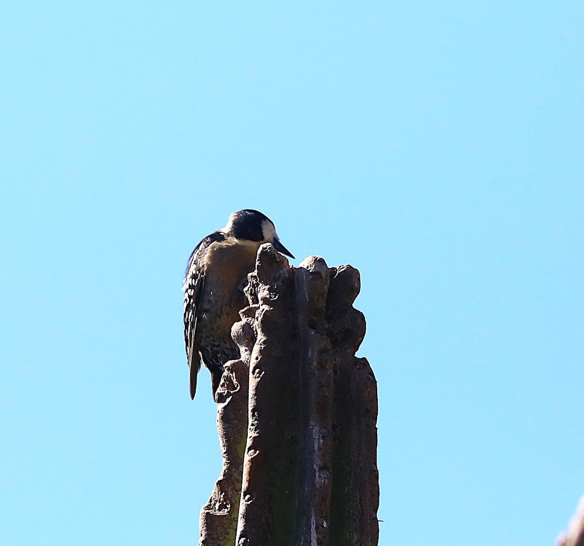 White-fronted Woodpecker - ML637347682