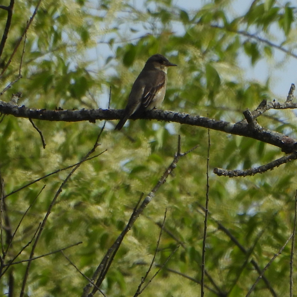 Olive-sided Flycatcher - ML637347686