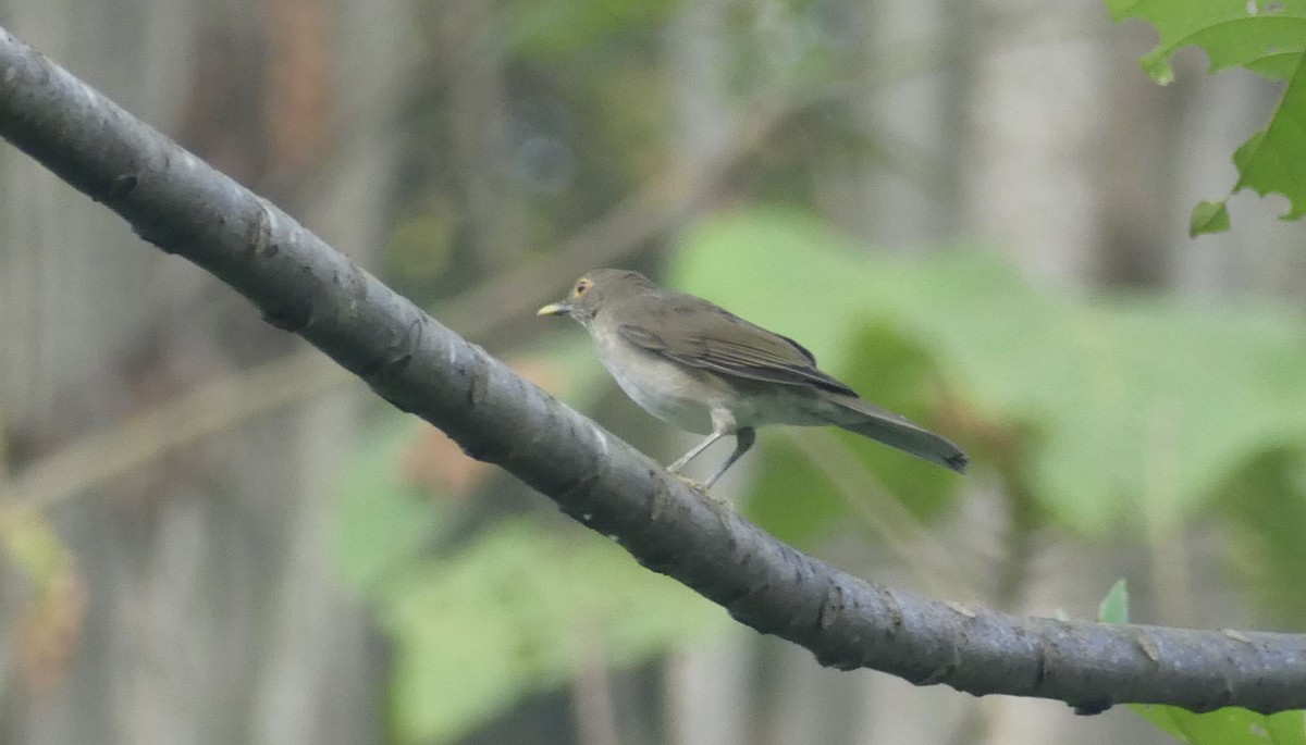 Ecuadorian Thrush - ML637347691