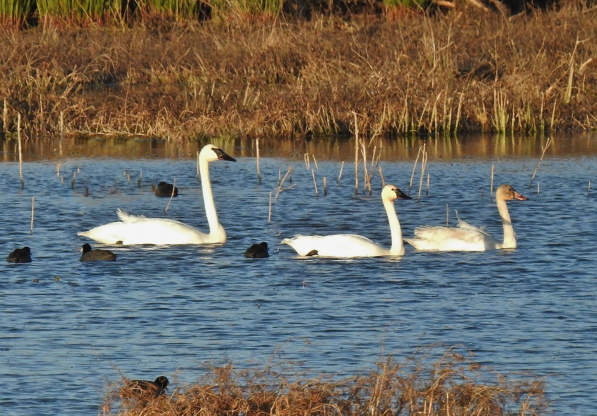 Trumpeter Swan - ML637347764