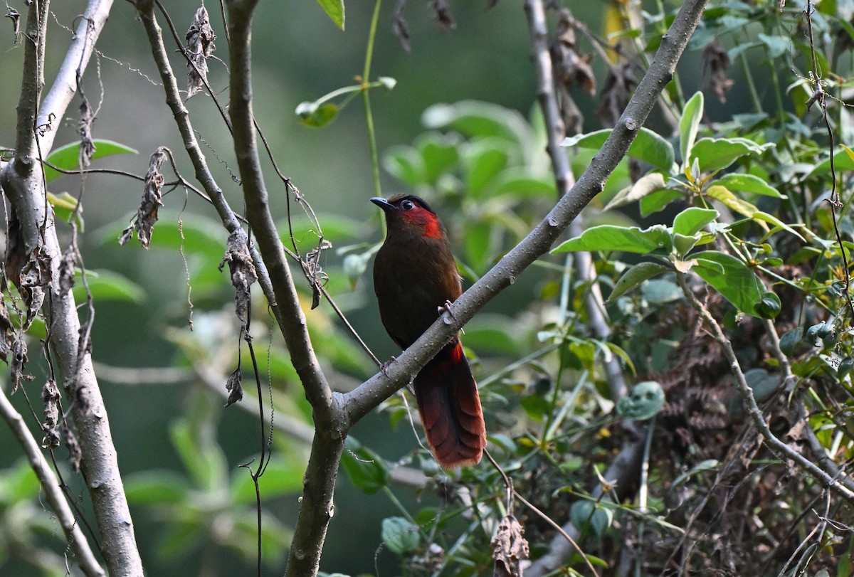 Garrulaxe à ailes rouges - ML637347824