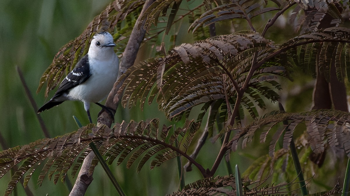 Black-backed Water-Tyrant - ML637347853