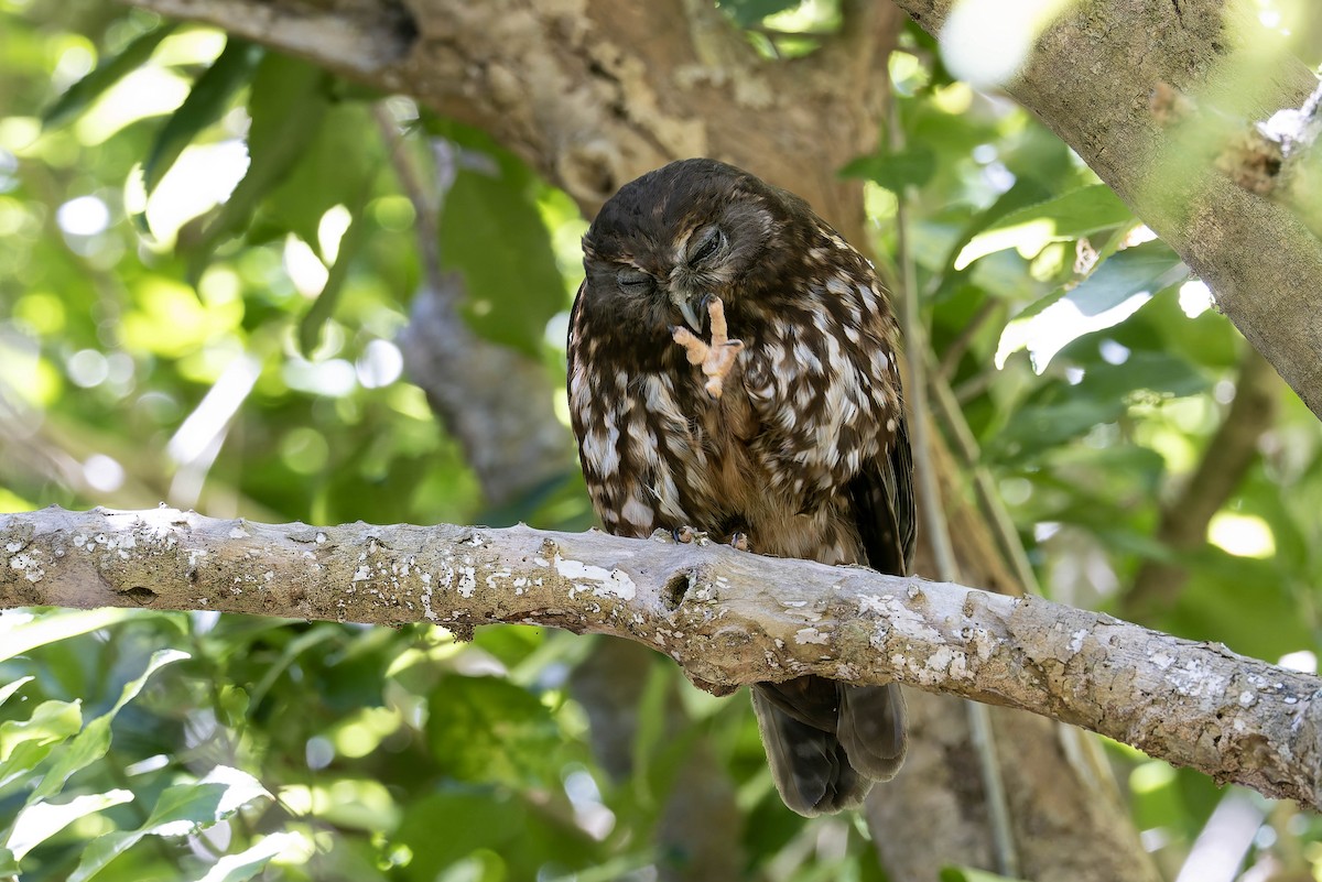 Morepork - ML637347980