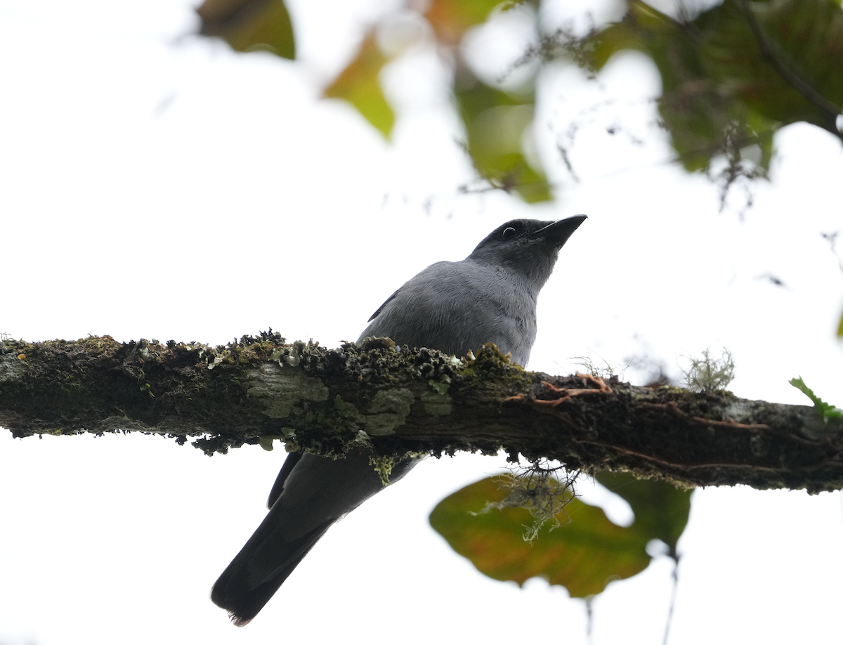 Sunda Cuckooshrike - ML637348191