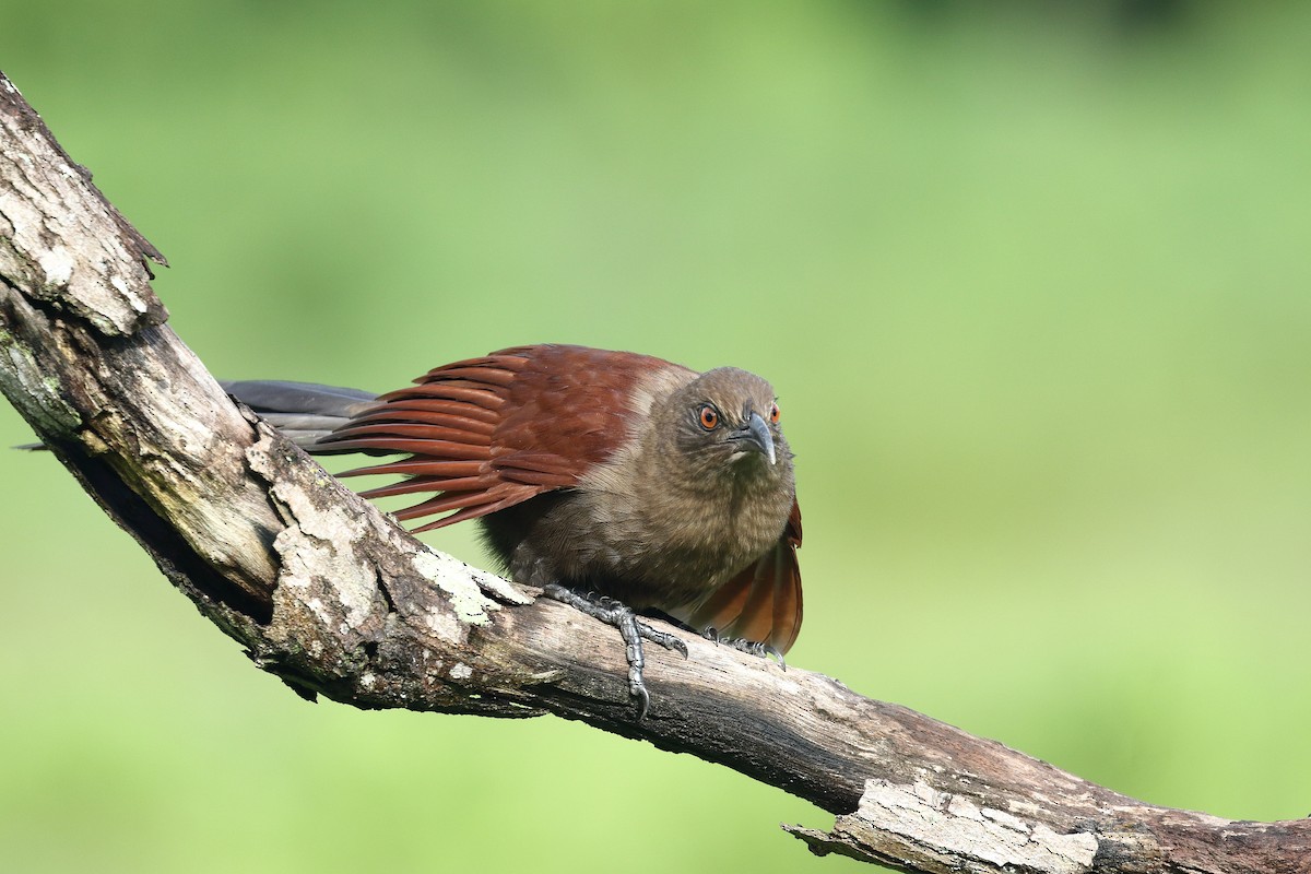 Andaman Coucal - ML637348260