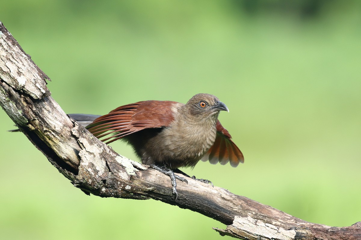 Andaman Coucal - ML637348263