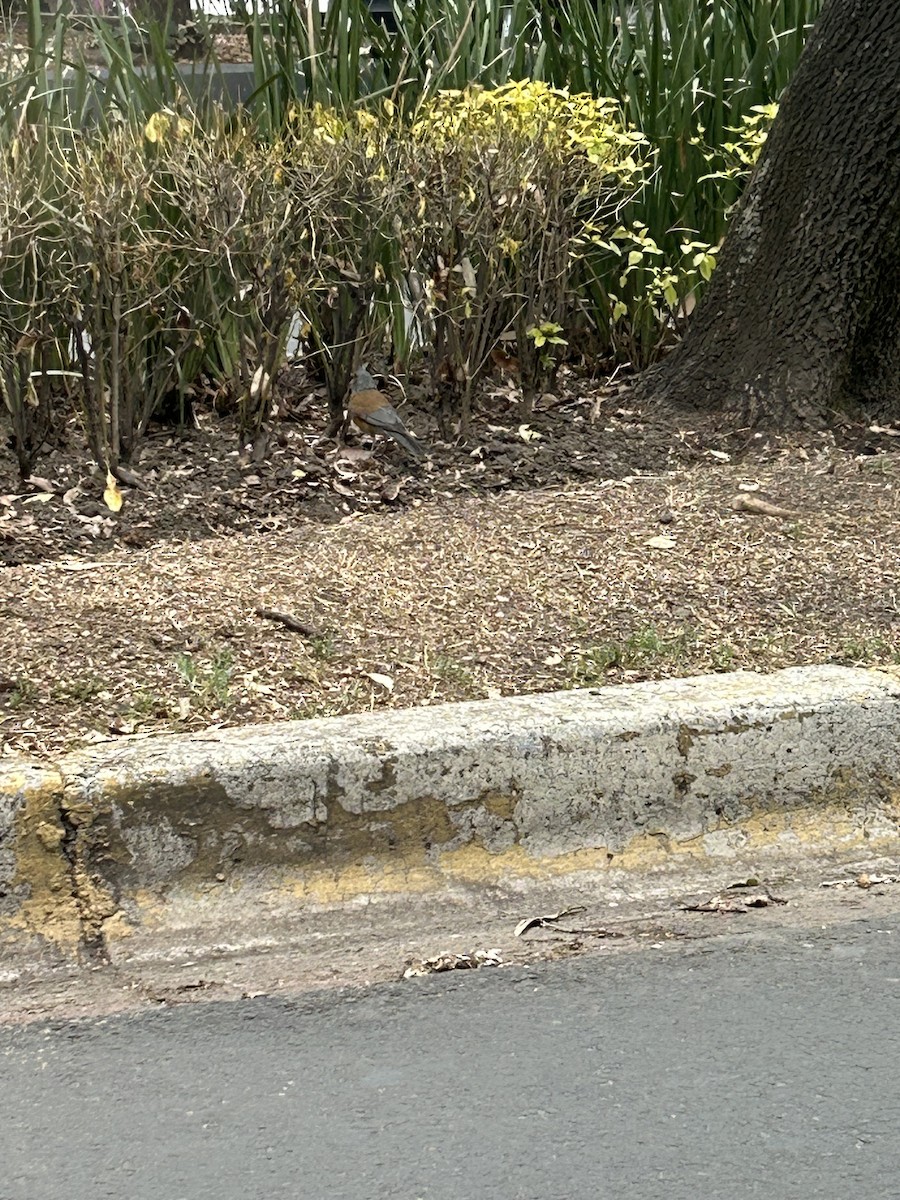 Rufous-backed Robin - ML637348298