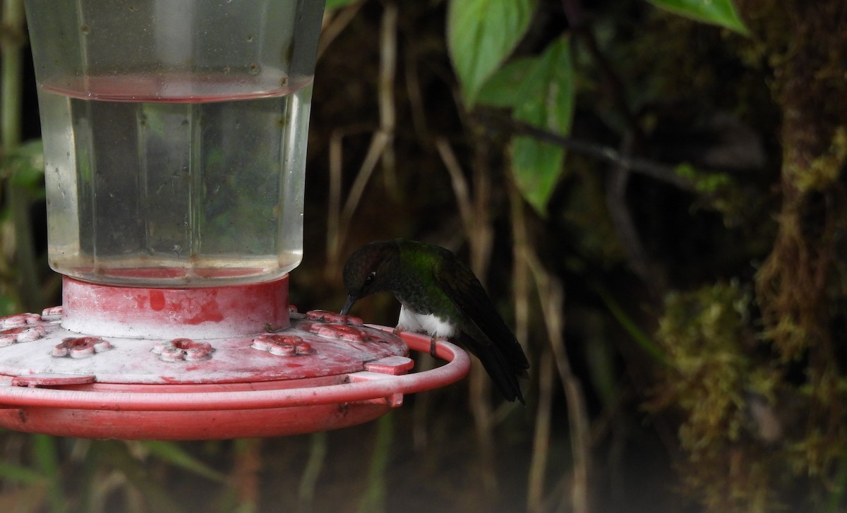 Greenish Puffleg - ML637348436