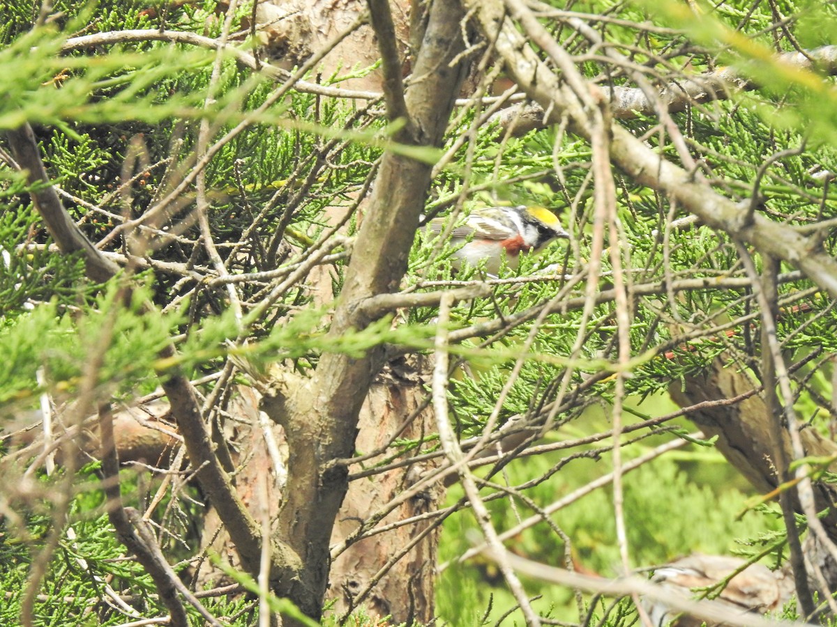 brunsideparula - ML637348489