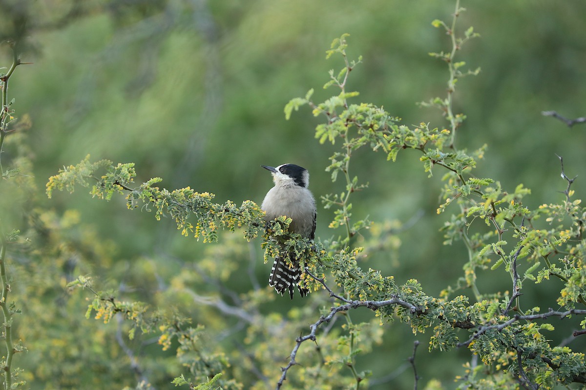 White-fronted Woodpecker - ML637348537