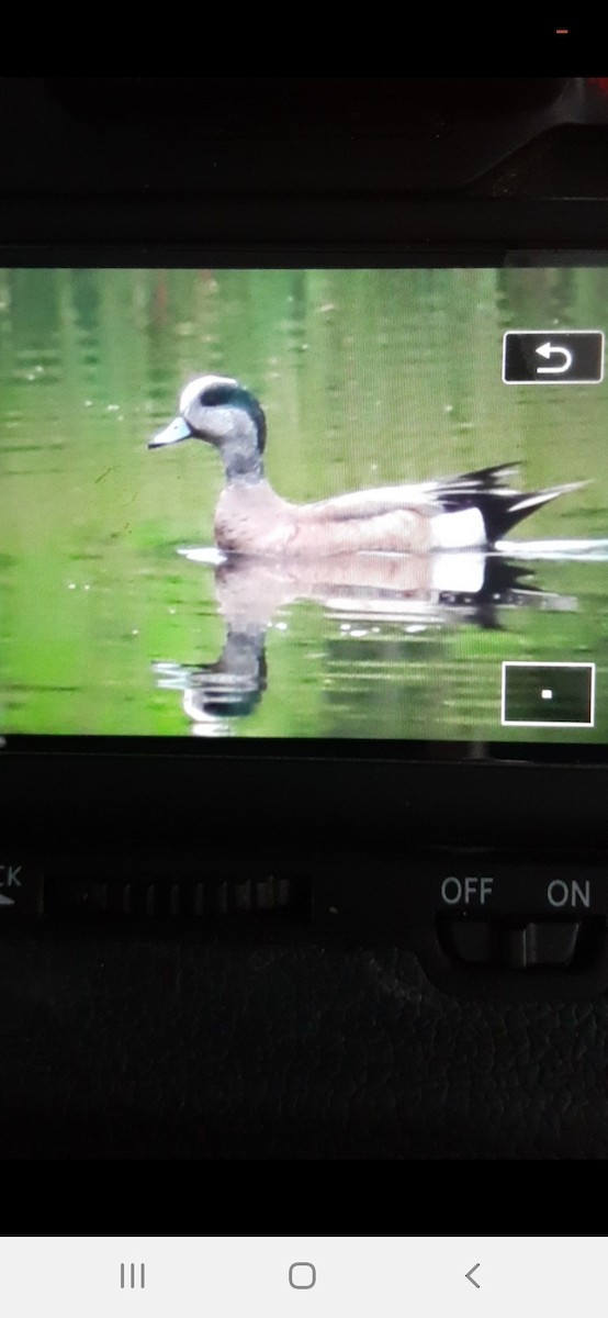 American Wigeon - ML637348983