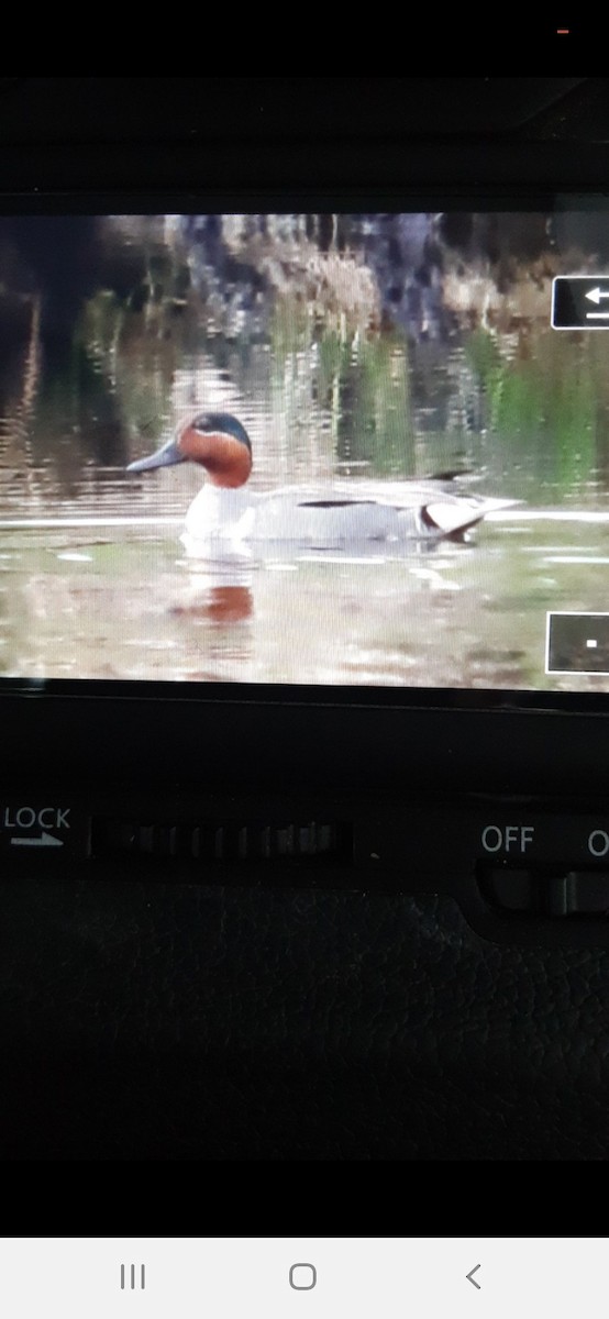 Green-winged Teal - ML637348989