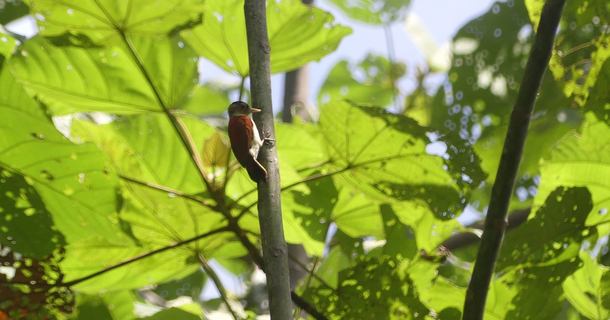 Scarlet-backed Woodpecker - ML637348992