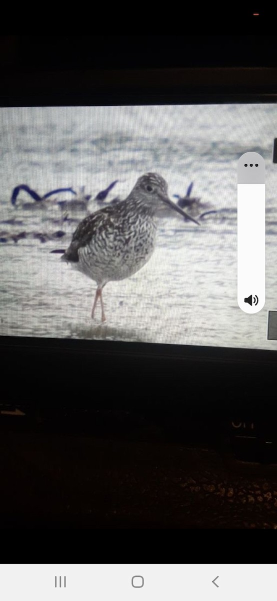 Greater Yellowlegs - ML637348998