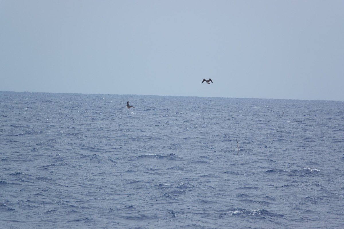 Pomarine Jaeger - ML637349164