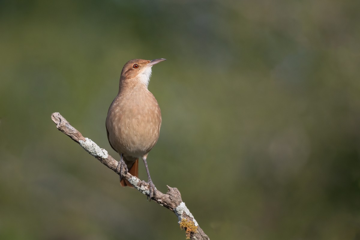 Rufous Hornero - ML637349228