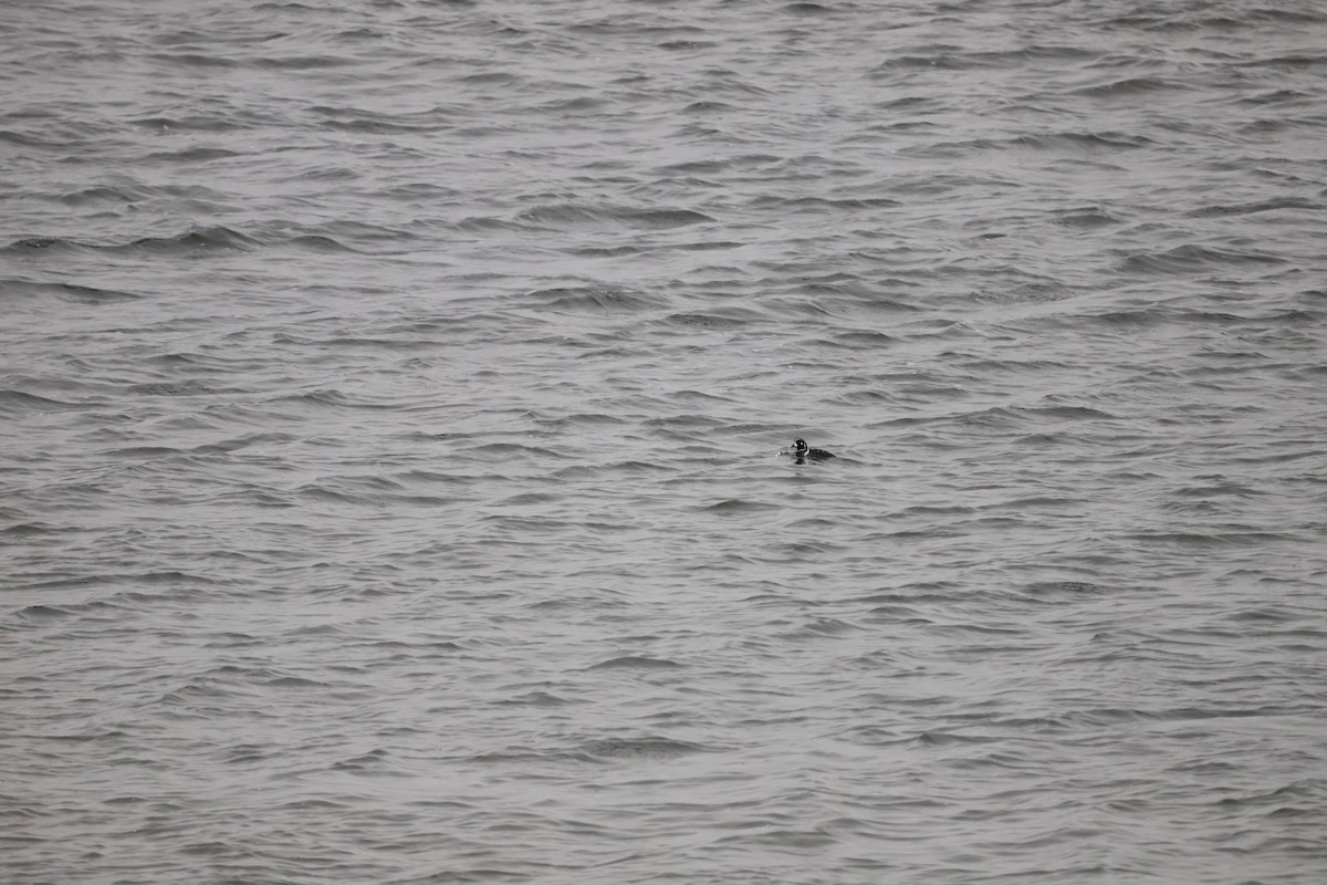 Harlequin Duck - ML637349237