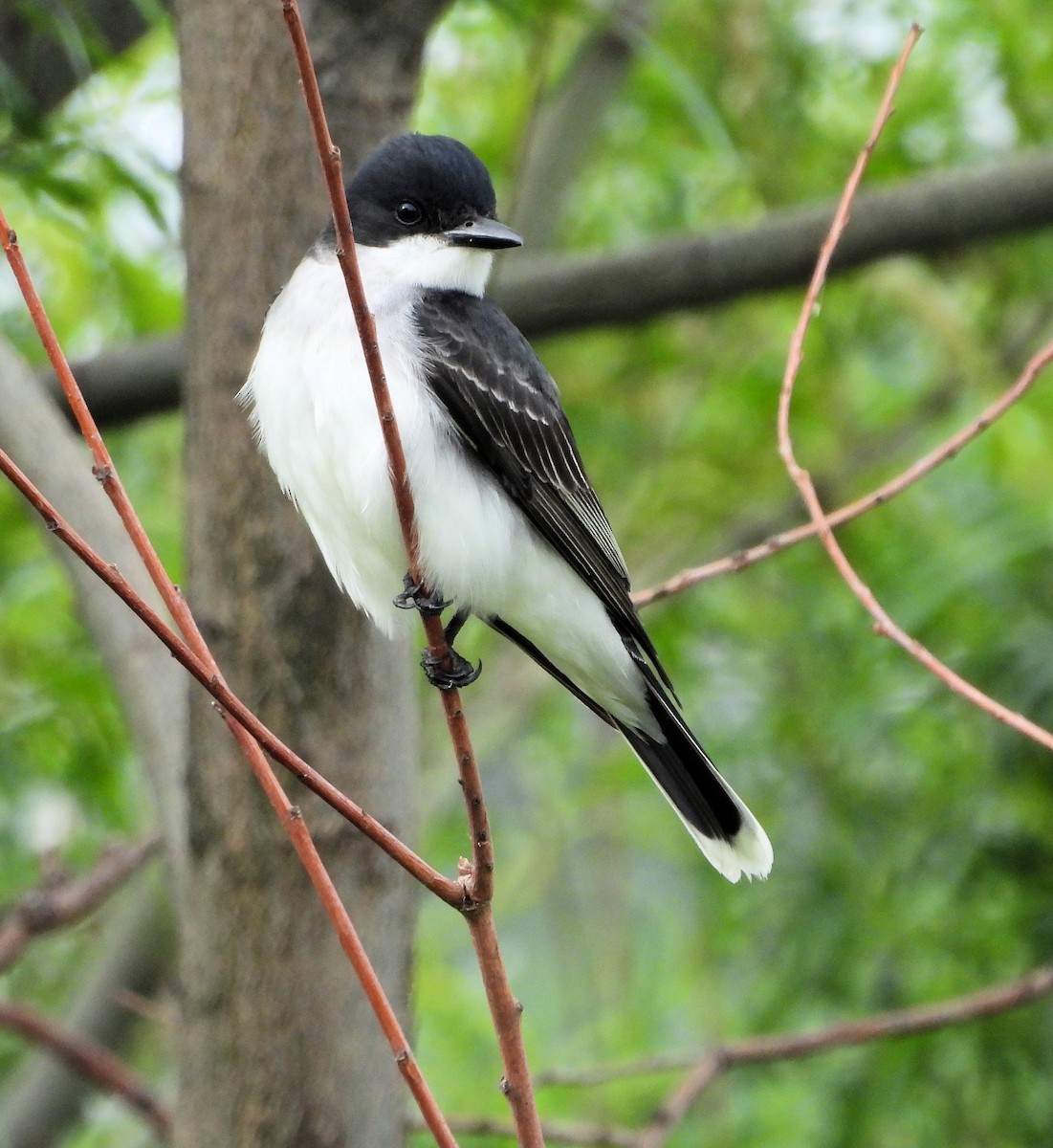 Tirano Oriental - ML637349281