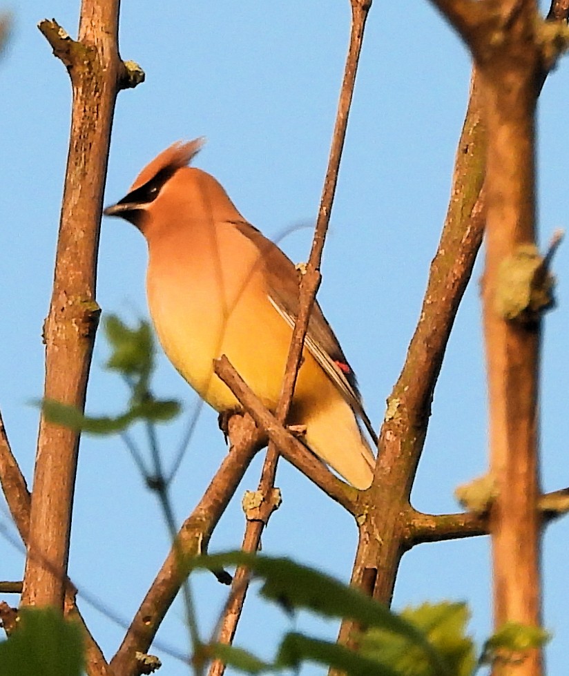 Ampelis Americano - ML637349360