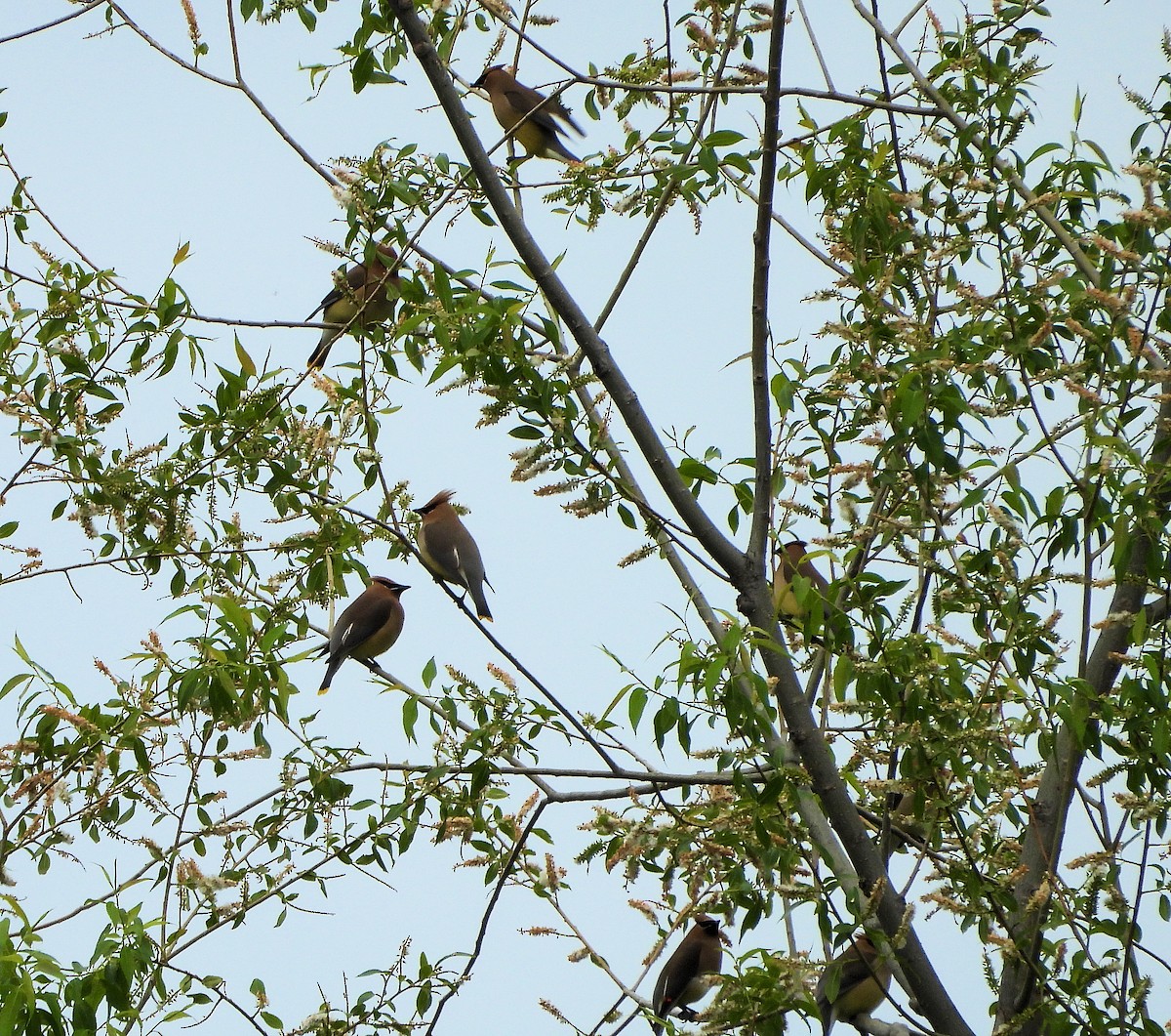 Ampelis Americano - ML637349362