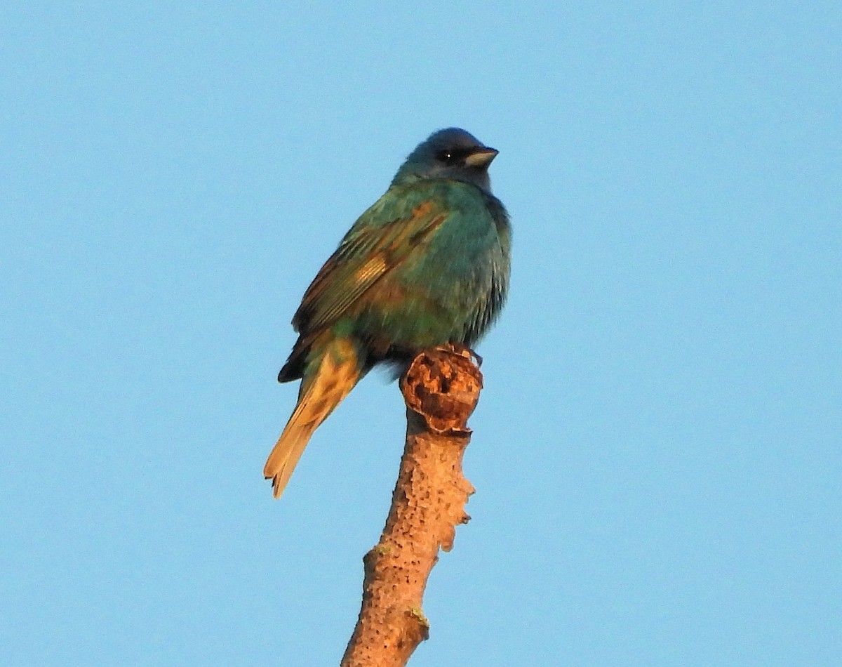 Azulillo Índigo - ML637349382