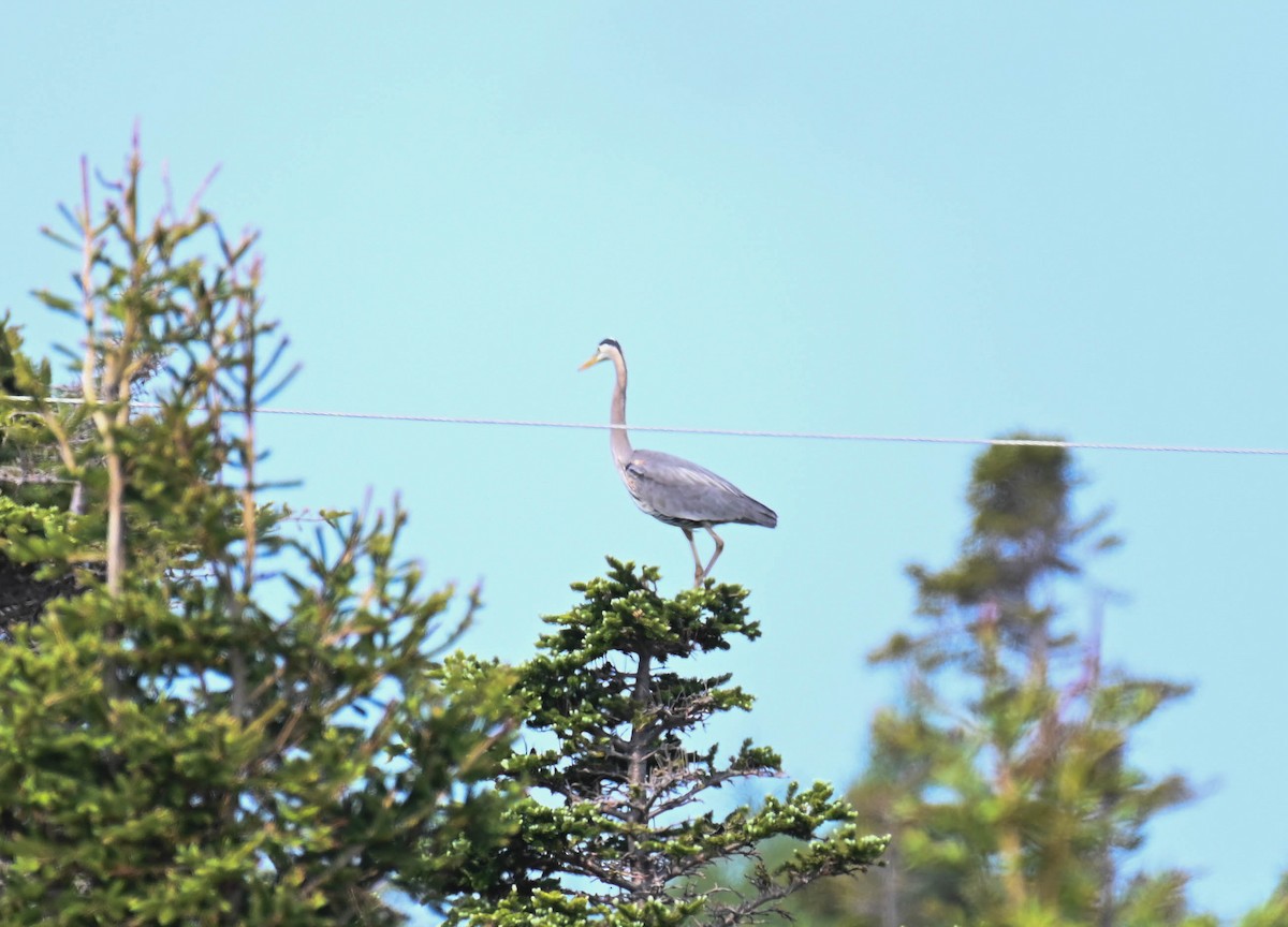 Great Blue Heron - ML637349422