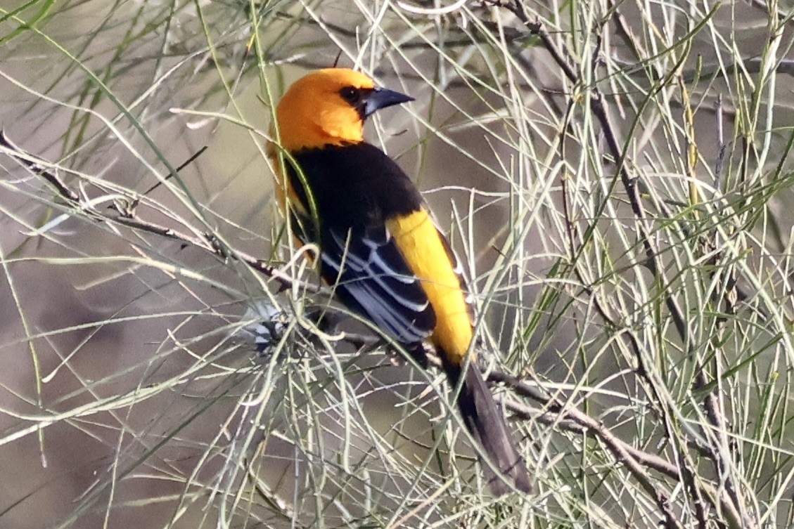 Altamira Oriole - ML637349514