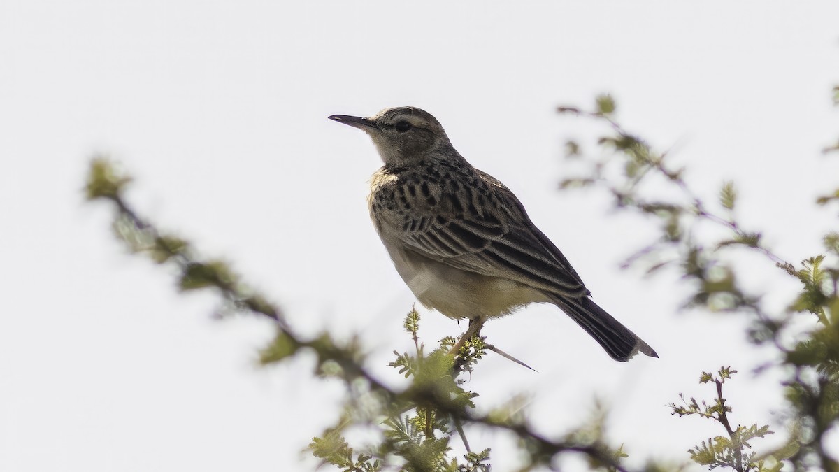 Short-clawed Lark - ML637349517