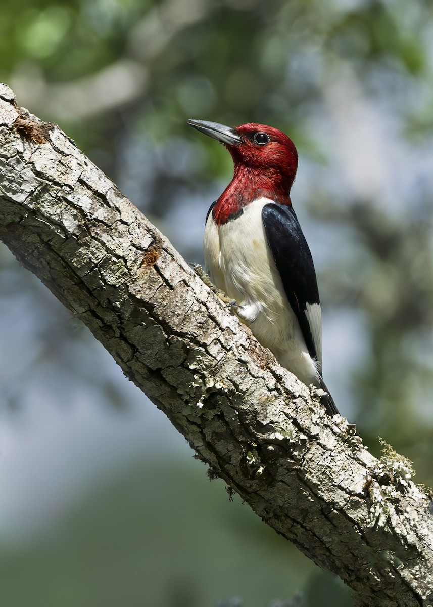 Red-headed Woodpecker - ML637349543