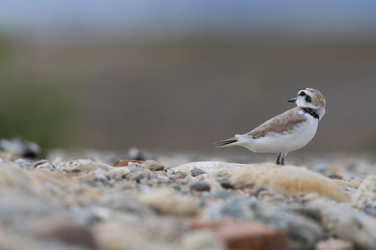 Snowy Plover - ML637349566