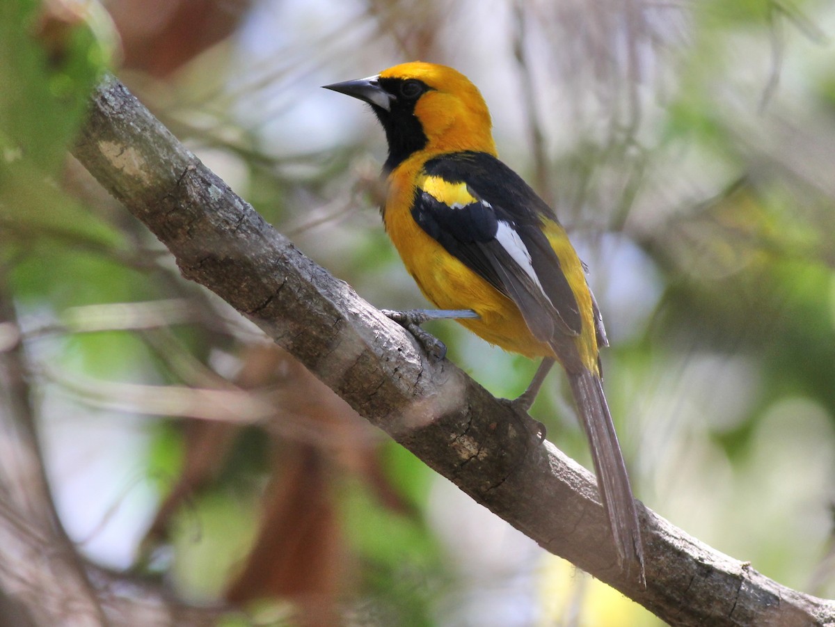 White-edged Oriole - ML637349574