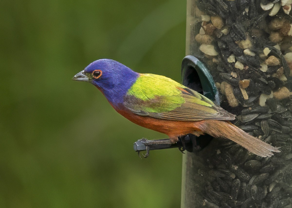 Painted Bunting - ML637349583