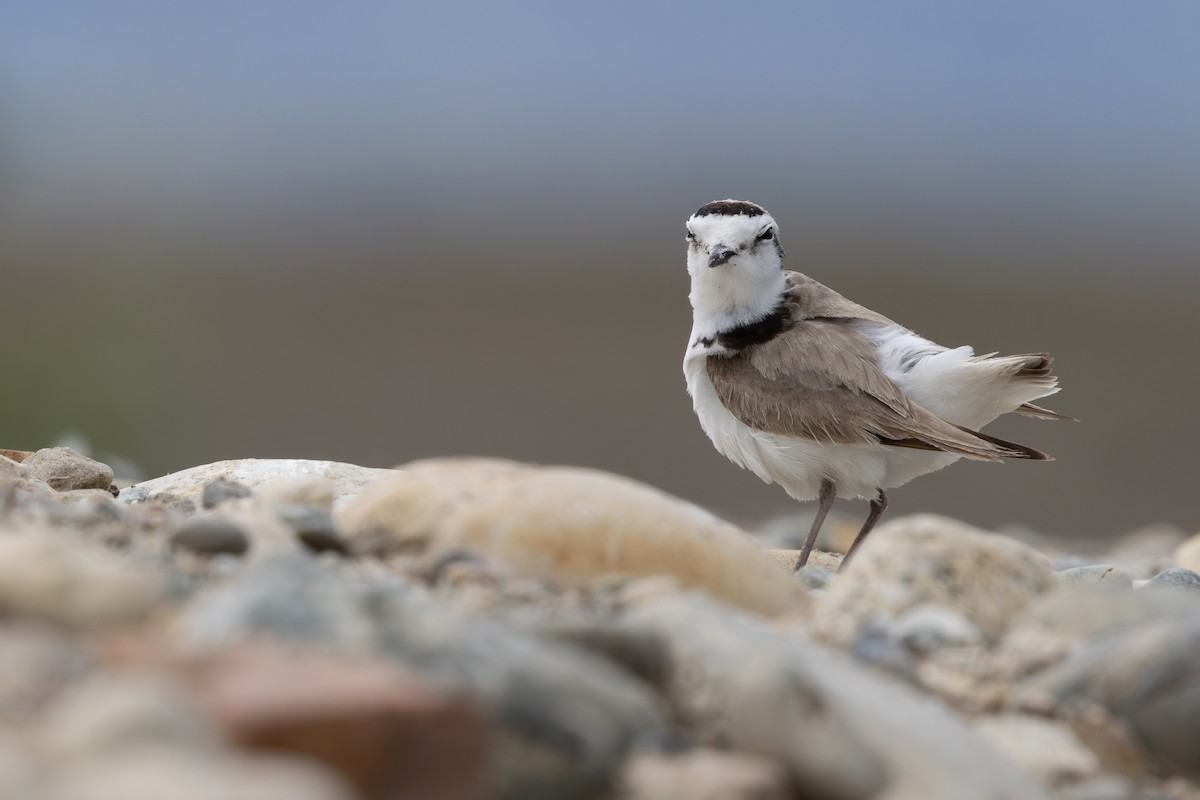 Snowy Plover - ML637349588
