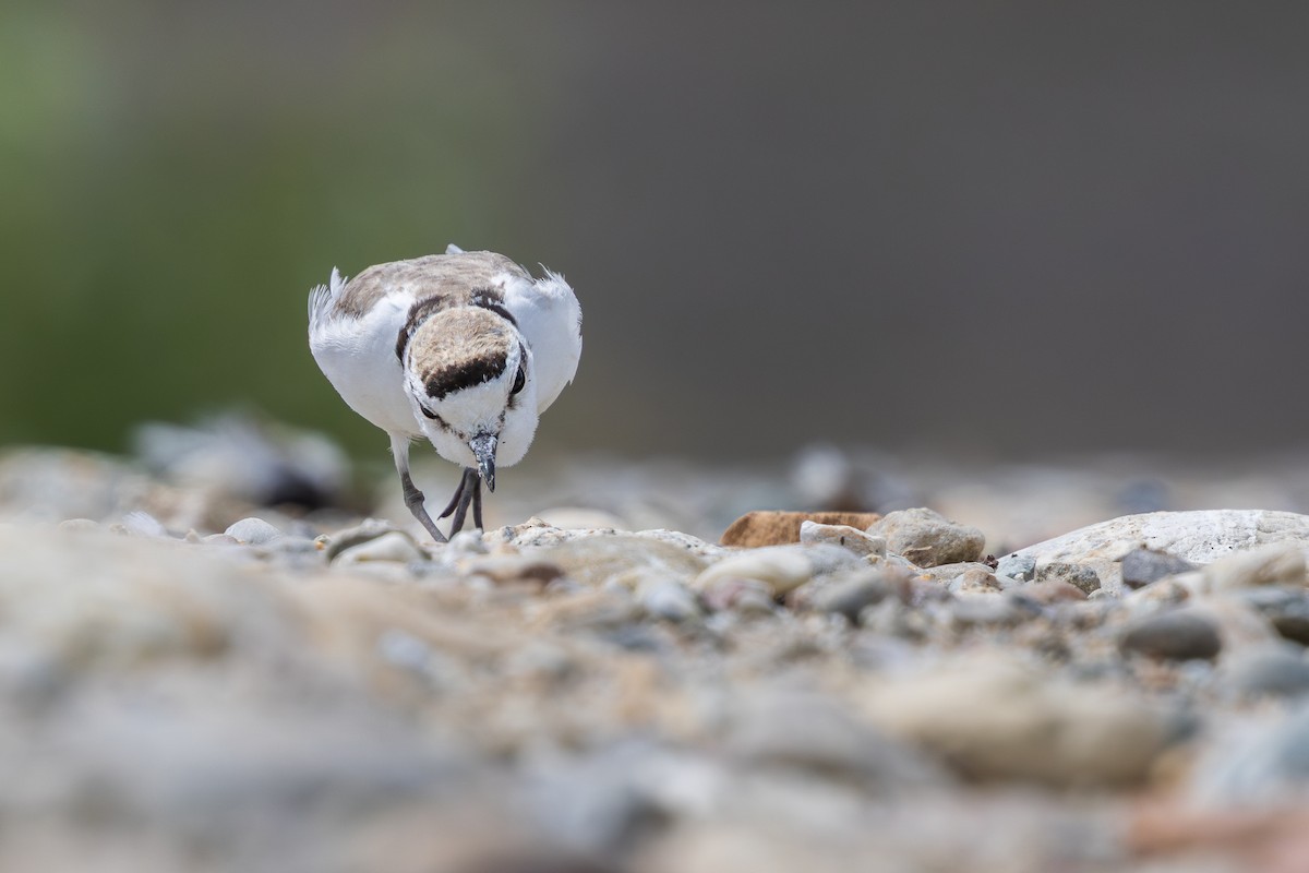 Snowy Plover - ML637349594
