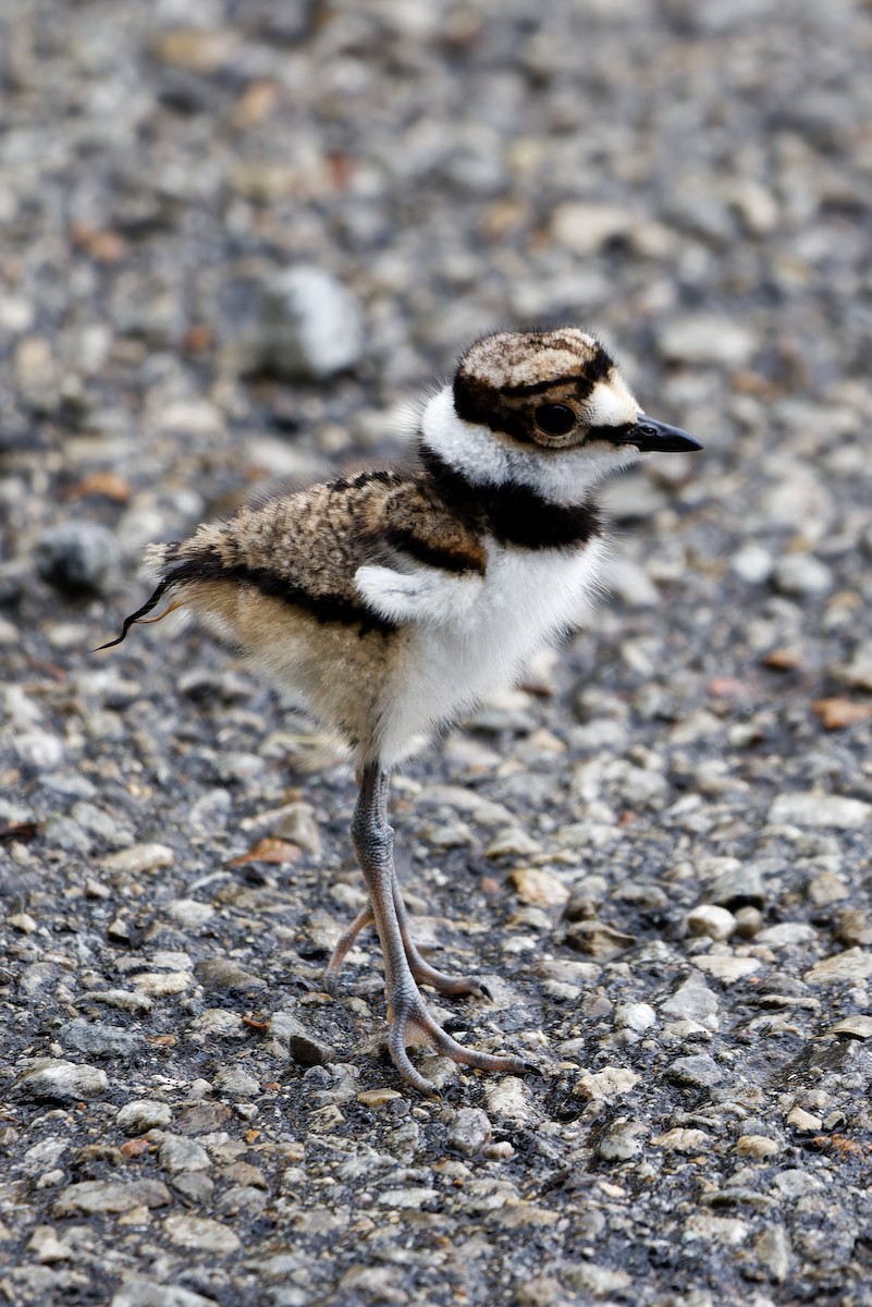 Killdeer - ML637349625