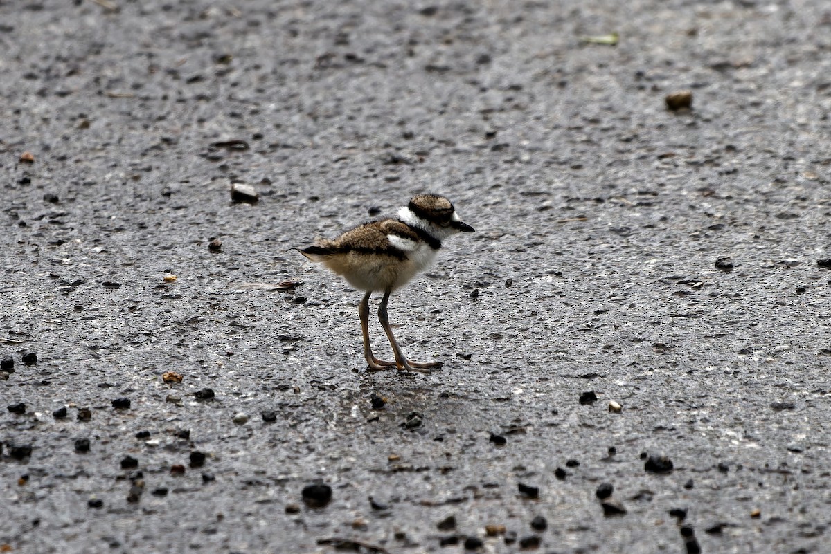 Killdeer - ML637349626
