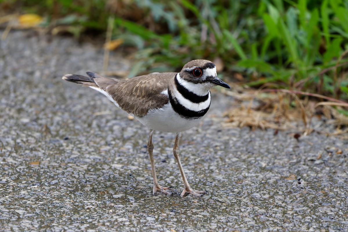 Killdeer - ML637349627