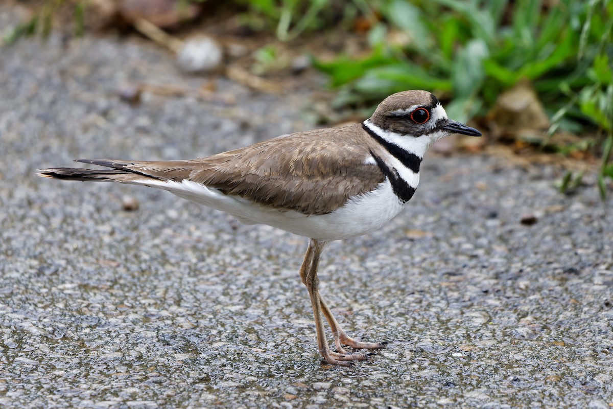 Killdeer - ML637349628