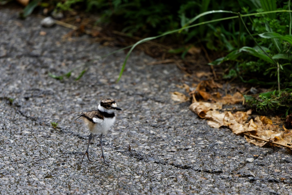 Killdeer - ML637349629