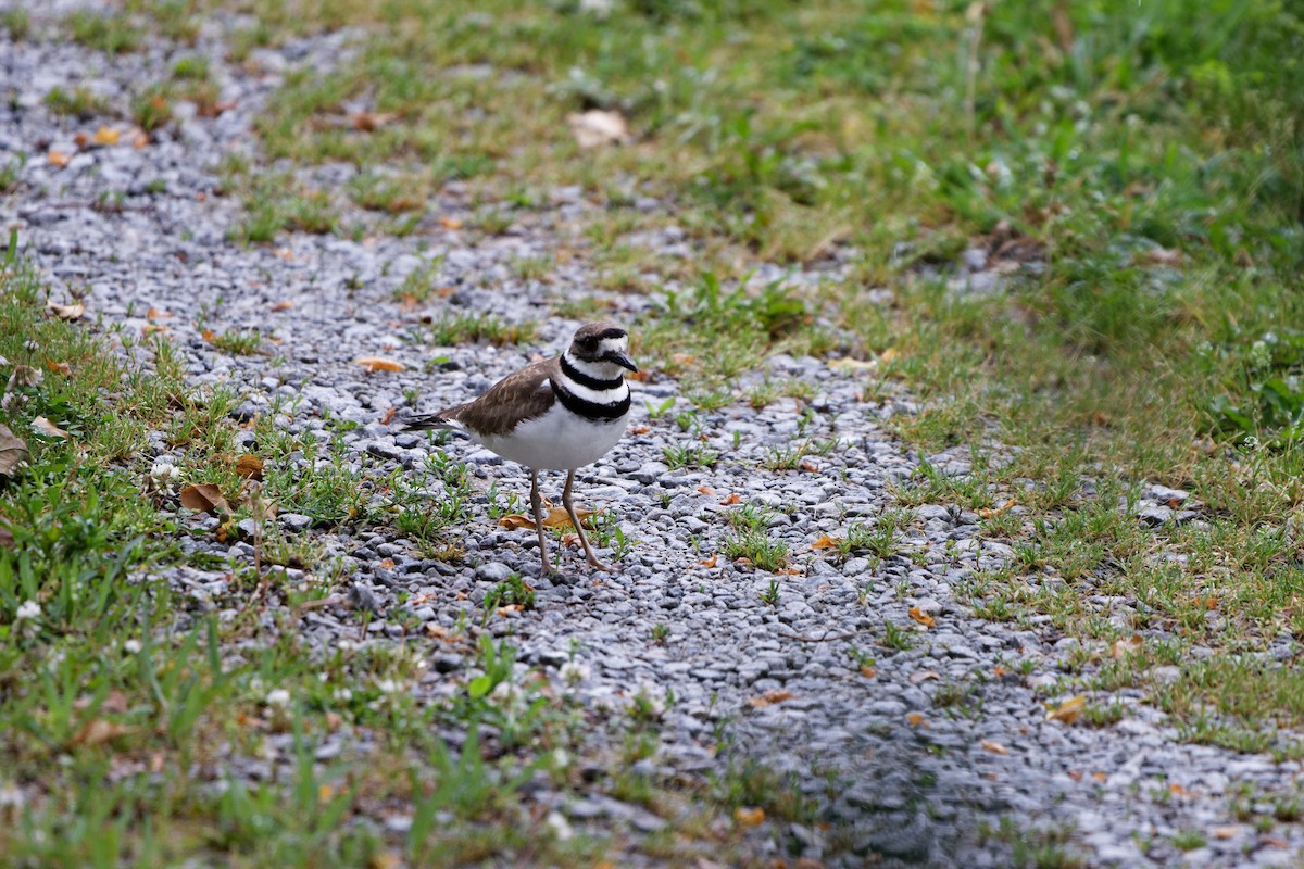 Killdeer - ML637349630