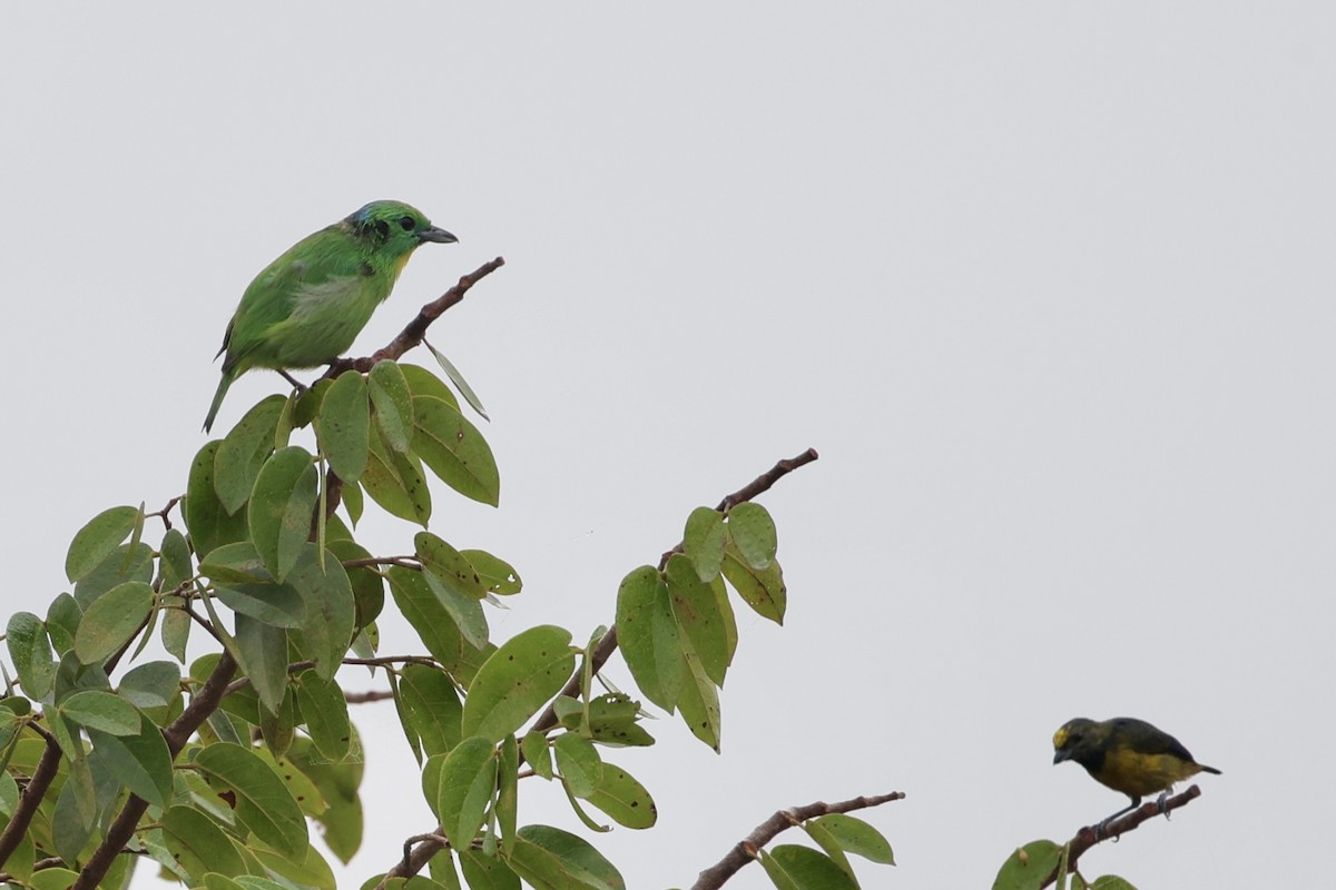 Green Shrike-Vireo - ML637349683
