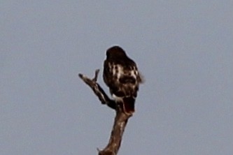 hawk sp. - ML637349686