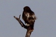 hawk sp. - ML637349687