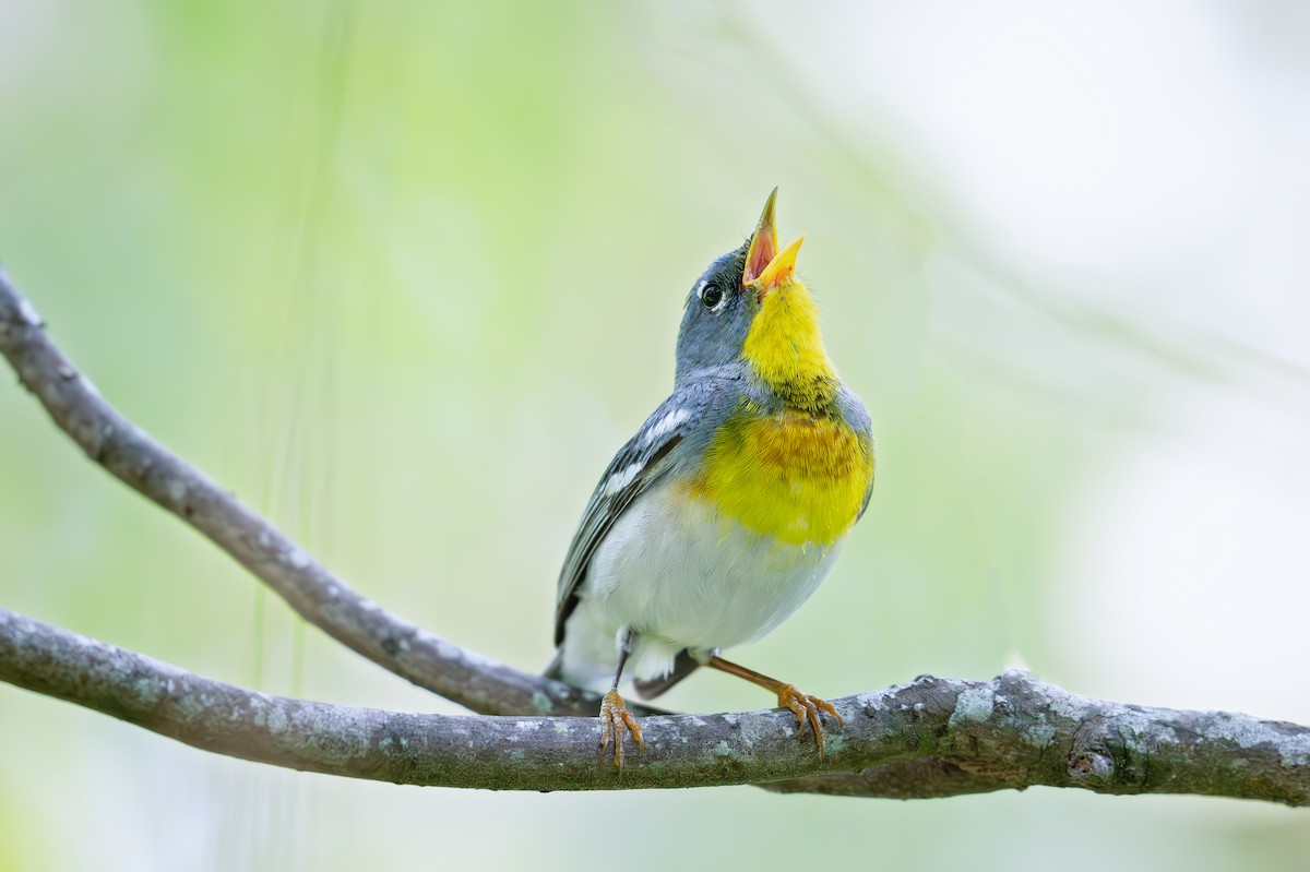 Northern Parula - ML637349755